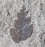 Comptonia acutiloba BRONGNIART 1828 - Bild © FossNet FossilienStore